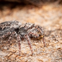 Unidentified Jumping or peacock spider (Salticidae) at Page, ACT - 7 Oct 2023 by Cristy1676