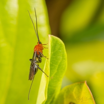 Ichneumonoidea (Superfamily) (A species of parasitic wasp) at Page, ACT - 7 Oct 2023 by Cristy1676