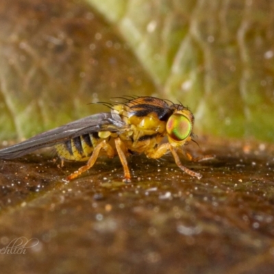 Chloropidae (family) (Frit fly) at Page, ACT - 25 Apr 2024 by Cristy1676