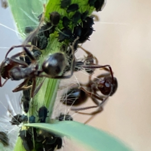 Aphididae (family) at Holtze Close Neighbourhood Park - 26 Apr 2024