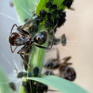 Aphididae (family) at Holtze Close Neighbourhood Park - 26 Apr 2024