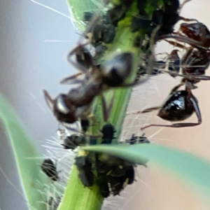 Aphididae (family) at Holtze Close Neighbourhood Park - 26 Apr 2024