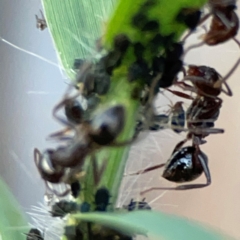 Notoncus capitatus (An epaulet ant) at Holtze Close Neighbourhood Park - 26 Apr 2024 by Hejor1