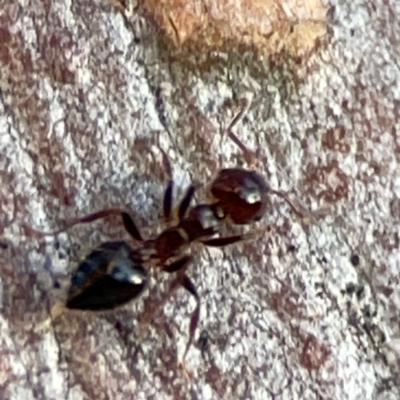 Crematogaster sp. (genus) (Acrobat ant, Cocktail ant) at Hackett, ACT - 26 Apr 2024 by Hejor1