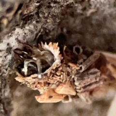 Unidentified Orb-weaving spider (several families) at Holtze Close Neighbourhood Park - 26 Apr 2024 by Hejor1