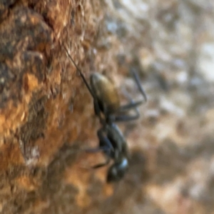 Camponotus aeneopilosus at Holtze Close Neighbourhood Park - 26 Apr 2024 05:05 PM