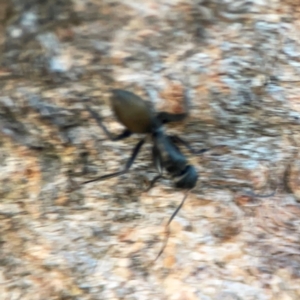 Camponotus aeneopilosus at Holtze Close Neighbourhood Park - 26 Apr 2024 05:05 PM