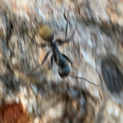 Camponotus aeneopilosus at Holtze Close Neighbourhood Park - 26 Apr 2024 05:05 PM