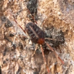 Erythraeidae (family) (Erythraeid mite) at Hackett, ACT - 26 Apr 2024 by Hejor1