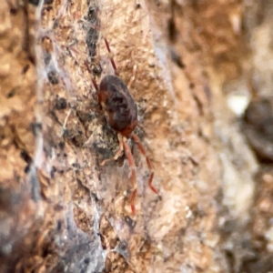 Erythraeidae (family) at Holtze Close Neighbourhood Park - 26 Apr 2024 05:06 PM