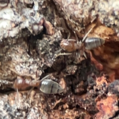 Formicidae (family) at Holtze Close Neighbourhood Park - 26 Apr 2024