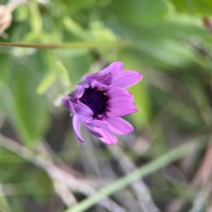 Dimorphotheca ecklonis (African Daisy) at Holtze Close Neighbourhood Park - 26 Apr 2024 by Hejor1