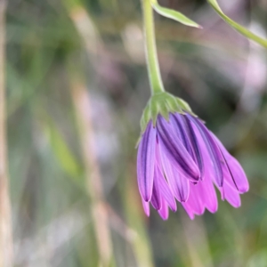 Dimorphotheca ecklonis at Holtze Close Neighbourhood Park - 26 Apr 2024