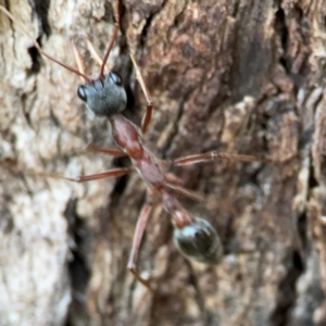 Myrmecia nigriceps at Holtze Close Neighbourhood Park - 26 Apr 2024