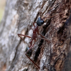 Myrmecia nigriceps at Holtze Close Neighbourhood Park - 26 Apr 2024