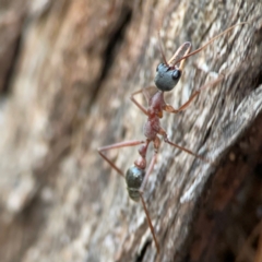 Myrmecia nigriceps at Holtze Close Neighbourhood Park - 26 Apr 2024