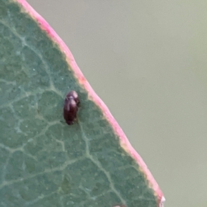 Latridiidae sp. (family) at Holtze Close Neighbourhood Park - 26 Apr 2024