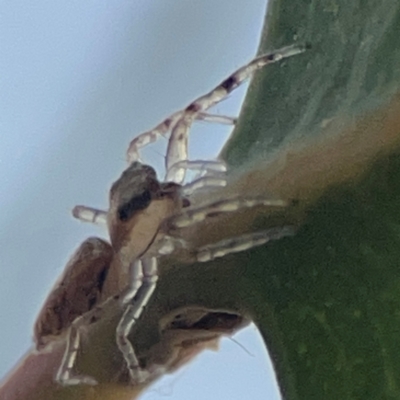 Helpis minitabunda (Threatening jumping spider) at Holtze Close Neighbourhood Park - 26 Apr 2024 by Hejor1