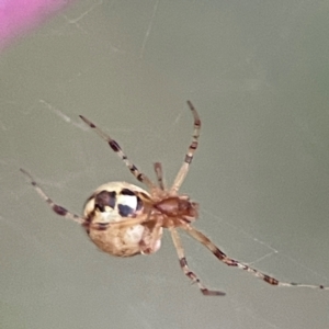 Cryptachaea veruculata at Holtze Close Neighbourhood Park - 26 Apr 2024