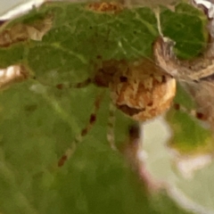 Cryptachaea veruculata at Holtze Close Neighbourhood Park - 26 Apr 2024