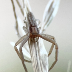 Runcinia acuminata at Holtze Close Neighbourhood Park - 26 Apr 2024 05:10 PM