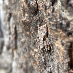 Stephanopis altifrons at Holtze Close Neighbourhood Park - 26 Apr 2024 04:53 PM