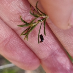 Depressa sp. (genus) at QPRC LGA - 27 Apr 2024