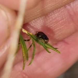 Depressa sp. (genus) at QPRC LGA - 27 Apr 2024