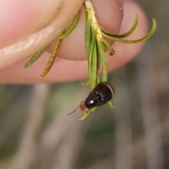 Depressa sp. (genus) at QPRC LGA - 27 Apr 2024