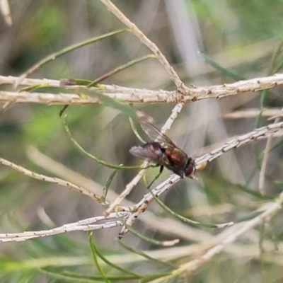 Onesia sp. (genus) (A blow fly) at Crestwood, NSW - 27 Apr 2024 by clarehoneydove