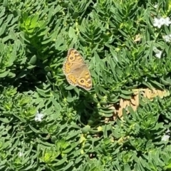 Junonia villida at QPRC LGA - suppressed