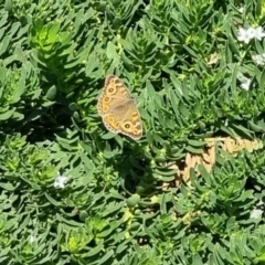 Junonia villida at QPRC LGA - 27 Apr 2024