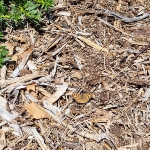 Junonia villida at QPRC LGA - suppressed