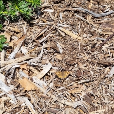 Junonia villida (Meadow Argus) at QPRC LGA - 27 Apr 2024 by clarehoneydove