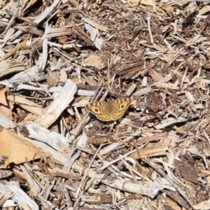 Junonia villida at QPRC LGA - suppressed