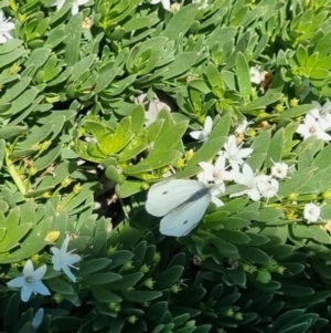 Pieris rapae at QPRC LGA - suppressed