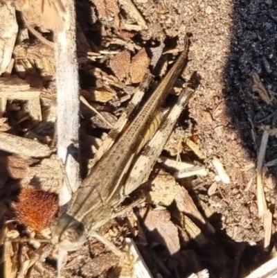 Schizobothrus flavovittatus (Disappearing Grasshopper) at Crestwood, NSW - 27 Apr 2024 by clarehoneydove