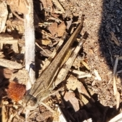 Schizobothrus flavovittatus (Disappearing Grasshopper) at QPRC LGA - 27 Apr 2024 by clarehoneydove