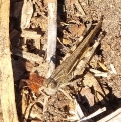 Schizobothrus flavovittatus at QPRC LGA - 27 Apr 2024