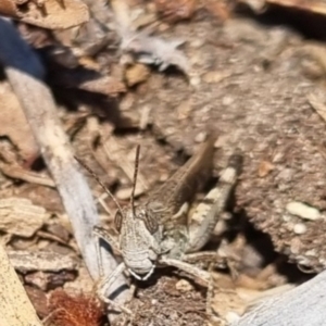 Schizobothrus flavovittatus at QPRC LGA - suppressed