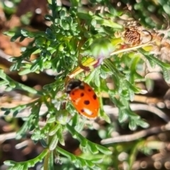 Hippodamia variegata (Spotted Amber Ladybird) at Crestwood, NSW - 27 Apr 2024 by clarehoneydove