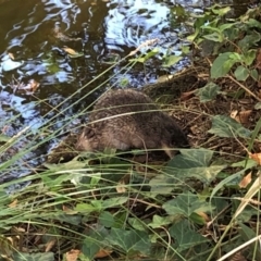 Hydromys chrysogaster (Rakali or Water Rat) at Acton, ACT - 27 Apr 2024 by HelenaWalker