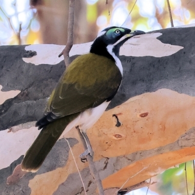 Entomyzon cyanotis (Blue-faced Honeyeater) at Belvoir Park - 25 Apr 2024 by KylieWaldon