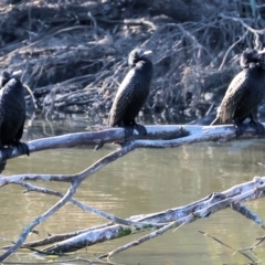 Phalacrocorax sulcirostris (Little Black Cormorant) at Belvoir Park - 25 Apr 2024 by KylieWaldon