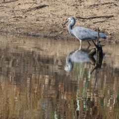 Egretta novaehollandiae (White-faced Heron) at Belvoir Park - 25 Apr 2024 by KylieWaldon