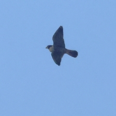 Falco peregrinus (Peregrine Falcon) at Wodonga - 27 Apr 2024 by KylieWaldon