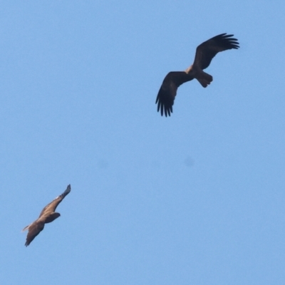 Haliastur sphenurus (Whistling Kite) at Wodonga - 27 Apr 2024 by KylieWaldon