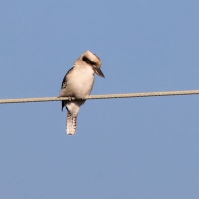 Dacelo novaeguineae (Laughing Kookaburra) at Wodonga - 26 Apr 2024 by KylieWaldon