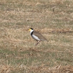 Vanellus miles (Masked Lapwing) at Belvoir Park - 25 Apr 2024 by KylieWaldon