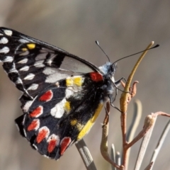 Delias aganippe (Spotted Jezebel) at Broken Hill, NSW - 27 Jul 2022 by Petesteamer